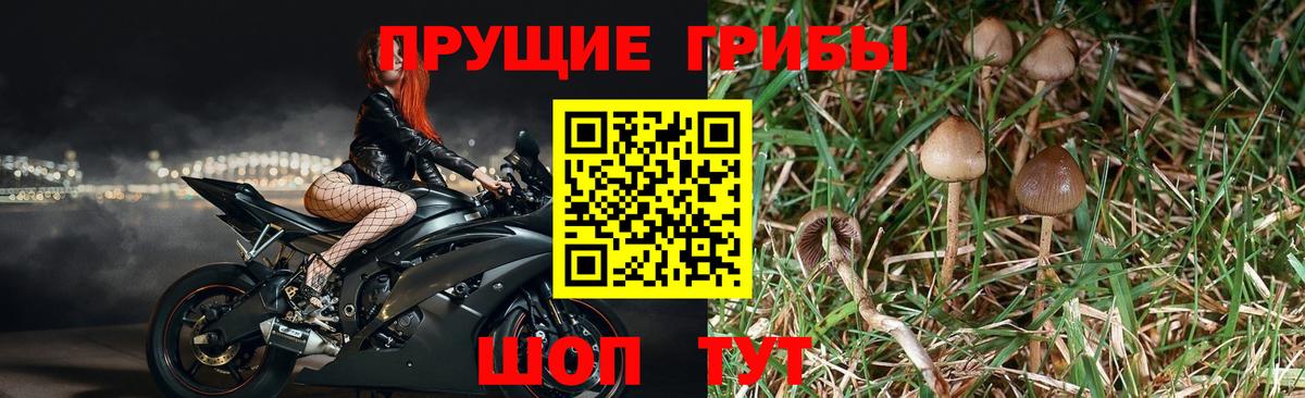 Псилоцибиновые грибы Psilocybe  Галлюциногенные грибы MAGIC MUSHROOMS  Спасск-Дальний 